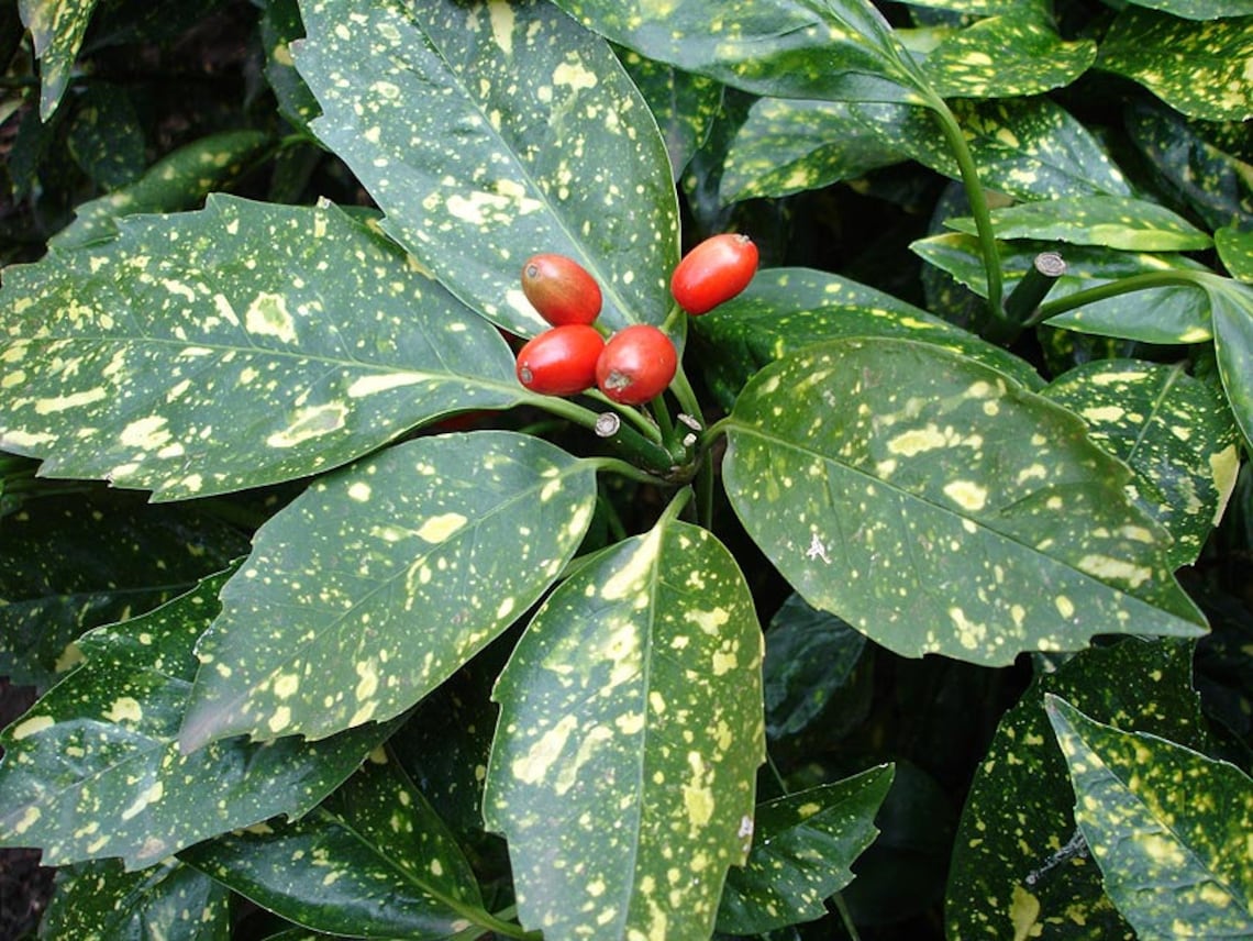 Aucuba Japonica Variegata Gold Dust Tree Fresh Seeds Red Berry Etsy