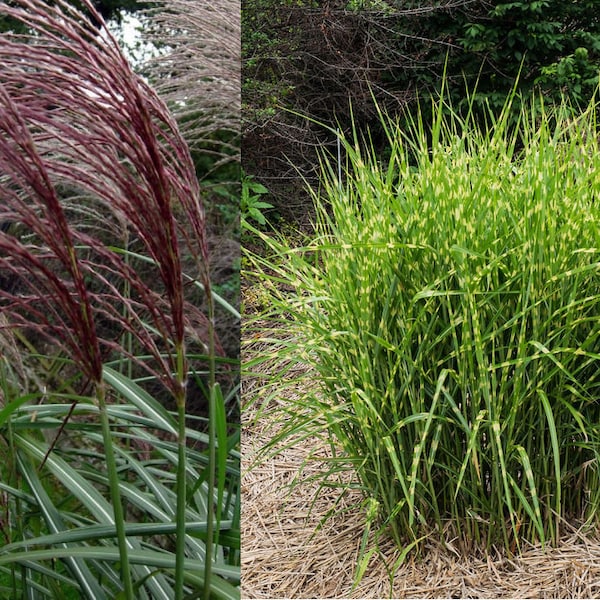 Miscanthus sinensis Variétés Graines de graminées ornementales Panachées Lumière du matin Rotsilber Variegatus Zebrinus Hardy Prairie Gardens UKFreeP&P