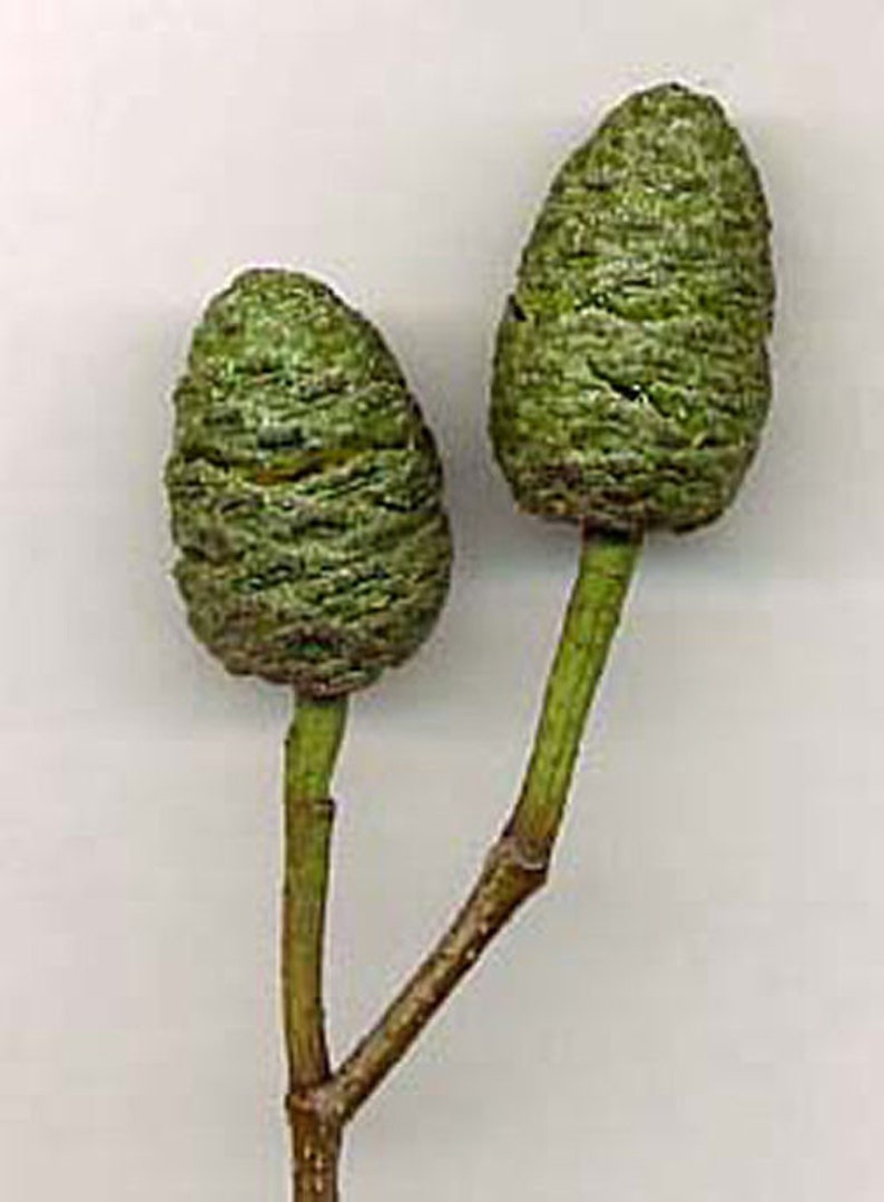 Alnus cordata Italian Alder or Alnus glutionsa Common Black Alder 30 50 100 Seeds Deciduous Hardy Tree Shrub Bonsai Wildlife UKFreeP image 9