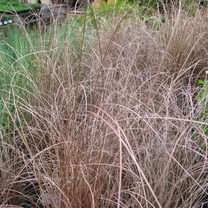 Carex species Varieties buchananii comans pendula Ornamental Grass 20 30 60 Seed Hardy Great Prairie Style Woodland Marginal Gardens UKFreeP buchananii