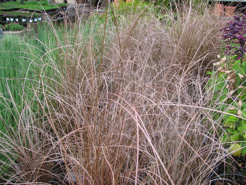 Carex species Varieties buchananii comans pendula Ornamental Grass 20 30 60 Seed Hardy Great Prairie Style Woodland Marginal Gardens UKFreeP buchananii