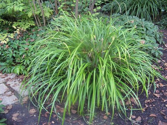 Phalaris arundinacea Reed Canary Grass 30 Seeds Marginal Grass UKFreeP/&P