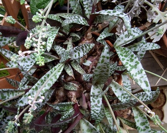 Ledebouria socialis Silver Squill Pretty Succulent Mottled leaf Flowering Sized South Africa Bulbs Houseplant Bare root Potted UK Home Grown