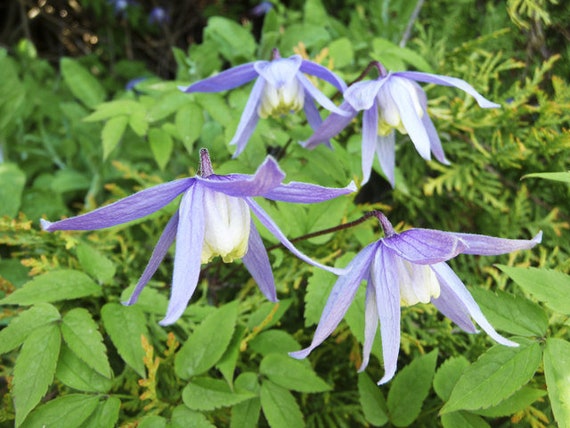Clematis Species Varieties Alpina Montana Rubens Tangutica Etsy