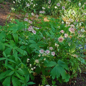 Astrantia major Seed Varieties White Shaggy Pink Red Primadonna Great Masterwort Hardy Cottage Garden Perennial Damp Tolerant Pollinators image 7