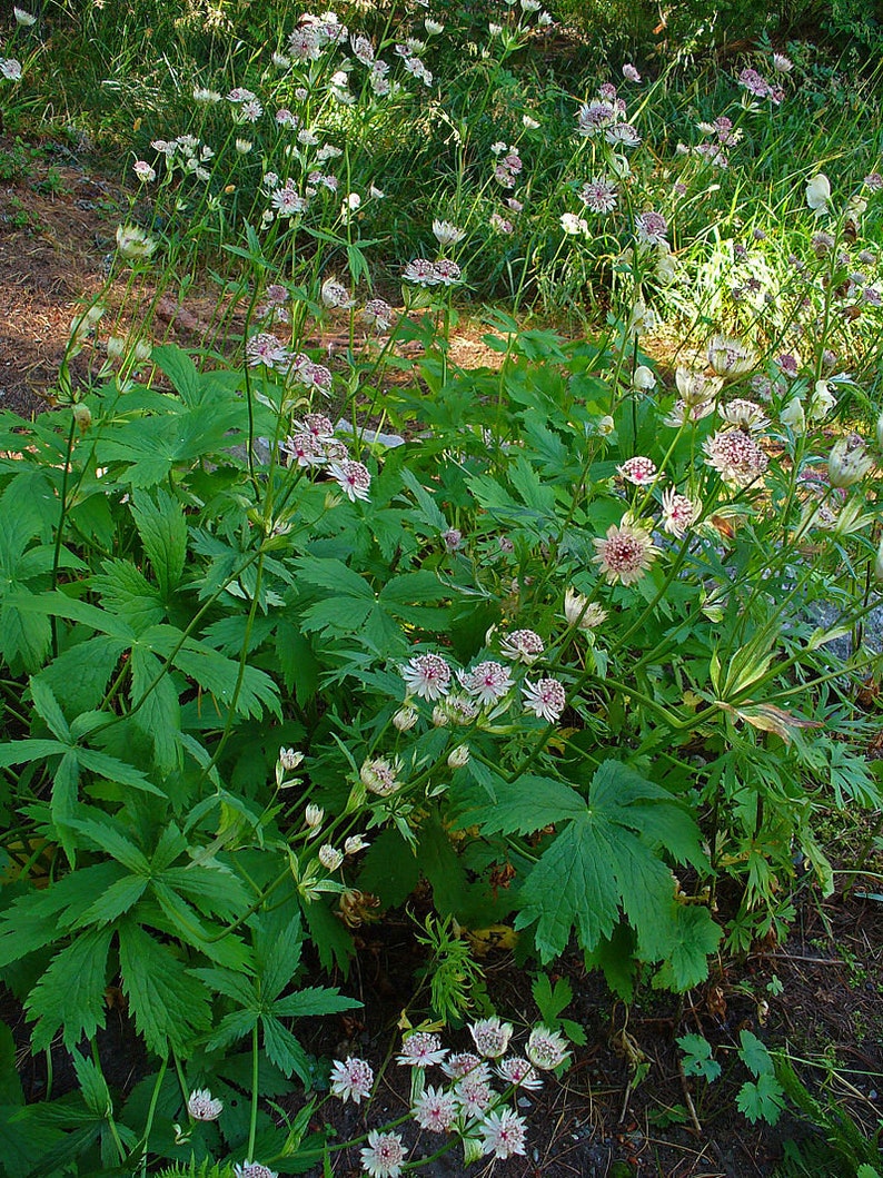 Astrantia major Seed Varieties White Shaggy Pink Red Primadonna Great Masterwort Hardy Cottage Garden Perennial Damp Tolerant Pollinators image 7
