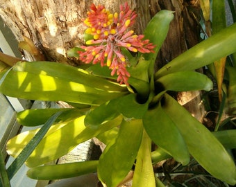 Aechmea caudata Blue Leaf Tip Centre Bromeliad Various Bareroot Pot Rare Terrarium Houseplant Elegant Orchid Companion Tropical Home Grown