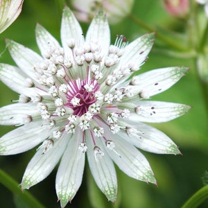 Astrantia major Seed Varieties White Shaggy Pink Red Primadonna Great Masterwort Hardy Cottage Garden Perennial Damp Tolerant Pollinators