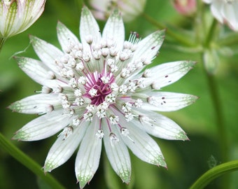 Astrantia major Seed Varieties White Shaggy Pink Red Primadonna Great Masterwort Hardy Cottage Garden Perennial Damp Tolerant Pollinators