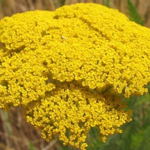 Achillea filipendulina millefolium Fresh Seed FarnBlatt Schafgarbe Wachsen Sie Ihre eigenen weißen gelben Blüten Trocknen Hartkraut Stauden Bestäuber