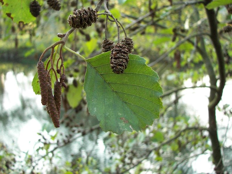 Alnus cordata Italian Alder or Alnus glutionsa Common Black Alder 30 50 100 Seeds Deciduous Hardy Tree Shrub Bonsai Wildlife UKFreeP image 2