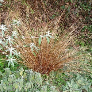 Carex species Varieties buchananii comans pendula Ornamental Grass 20 30 60 Seed Hardy Great Prairie Style Woodland Marginal Gardens UKFreeP image 7