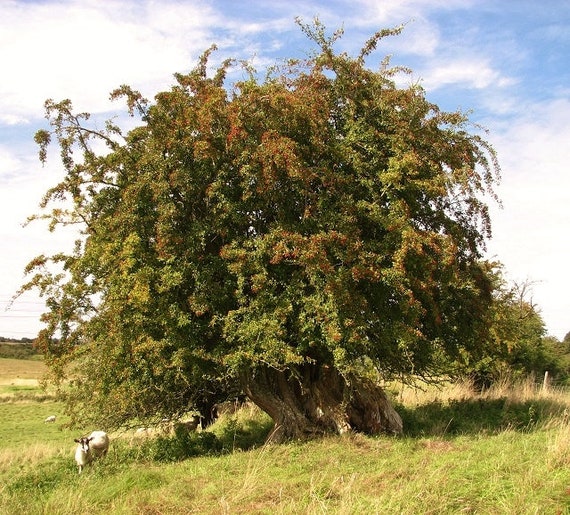 Crataegus monogyna Hawthorn 30 Seeds Deciduous Hardy Tree Hedge Bonsai UKFreeP