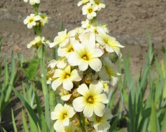 Sisyrinchium striatum Satin flower 20 30 40 60 100 Seeds Spires of Yellow White Blooms Hardy Perennial Prairie Great Pollinators UKFreePP