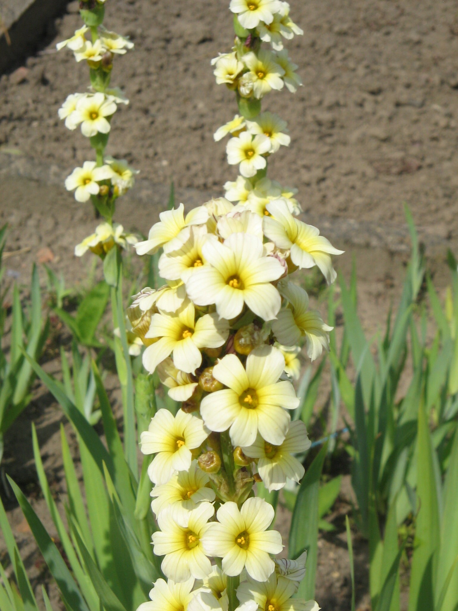 Yellow Mexican Satin Flower SISYRINCHIUM striatum 40 seeds Hardy perennial