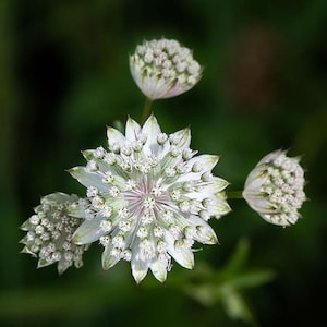 Astrantia major Seed Varieties White Shaggy Pink Red Primadonna Great Masterwort Hardy Cottage Garden Perennial Damp Tolerant Pollinators A. major White Mix