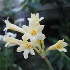 Cyrtanthus mackenii Cream flowered Ifafa Lily Flowering Sized South Africa Bulbs Lush Tropical Houseplant Bare root Potted UK Home Grown image 5