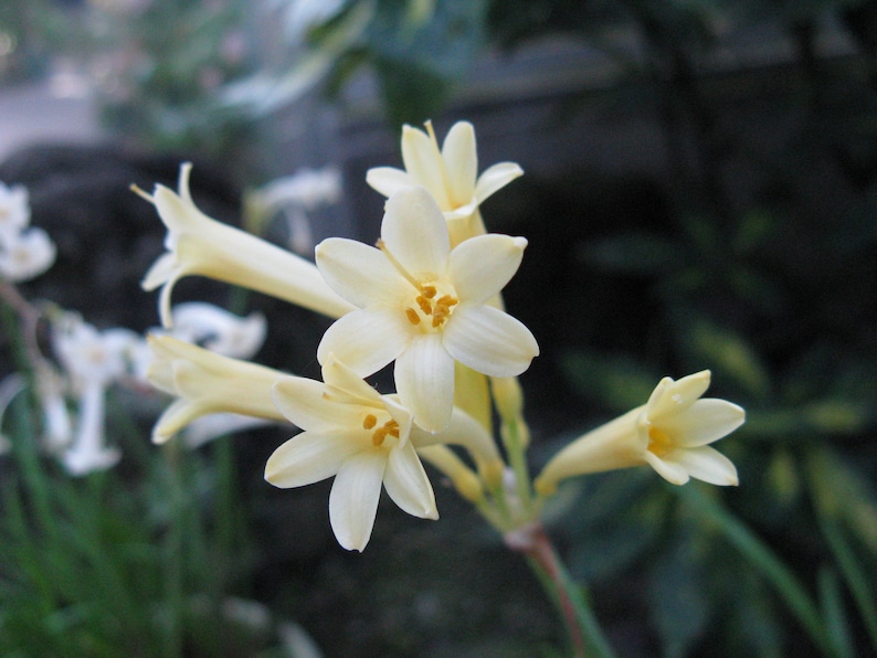 Cyrtanthus mackenii Cream flowered Ifafa Lily Flowering Sized South Africa Bulbs Lush Tropical Houseplant Bare root Potted UK Home Grown image 5