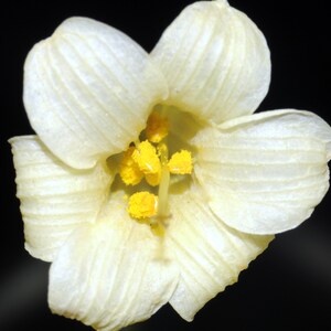 Cyrtanthus mackenii Cream flowered Ifafa Lily Flowering Sized South Africa Bulbs Lush Tropical Houseplant Bare root Potted UK Home Grown image 3