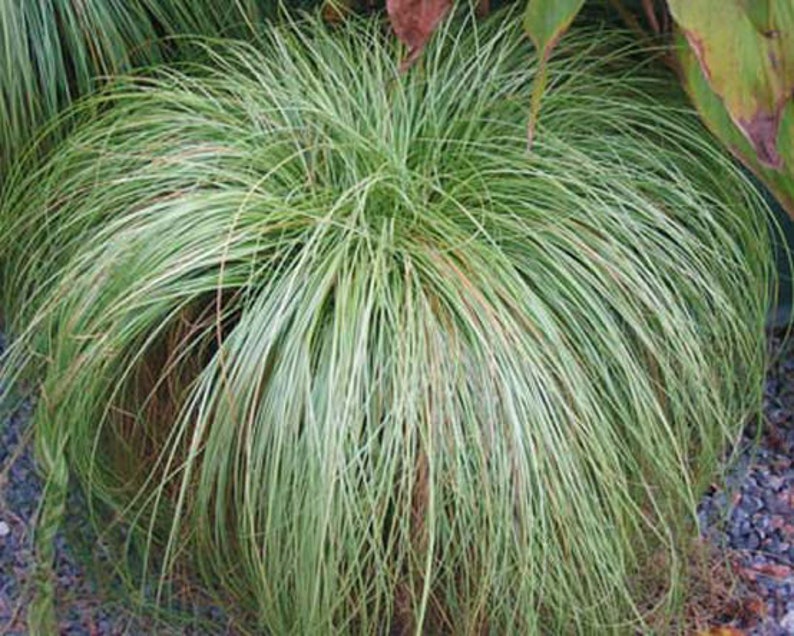 Carex species Varieties buchananii comans pendula Ornamental Grass 20 30 60 Seed Hardy Great Prairie Style Woodland Marginal Gardens UKFreeP image 1