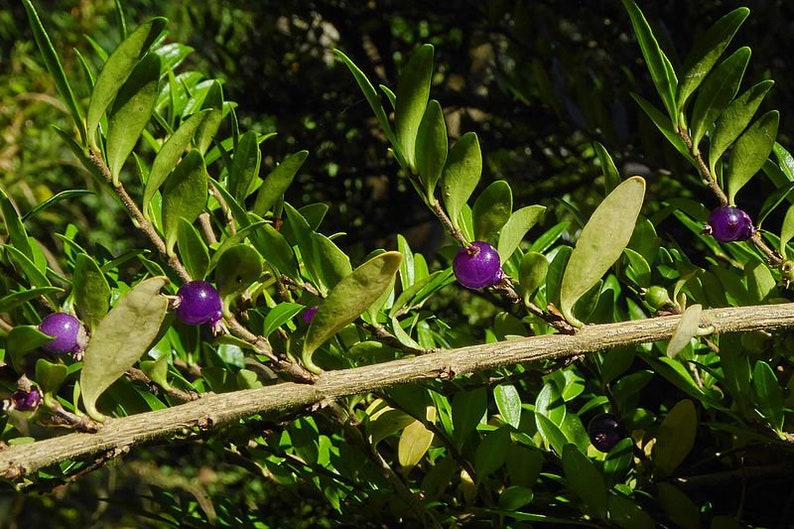 Lonicera pileata Box leaved Honeysuckle 10 20 30 60 Seed Fragrant Purple Berry Hardy Shrub Topiary Bonsaies Great Pollinators Birds UKFreeP image 4