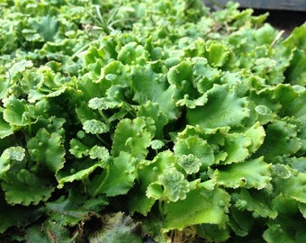 Marchantia polymorpha Common Umbrella Liverwort Mini Terrarium Paludarium House Plant Hardy Groundcover Lush Moist Woodlander UK Home Grown