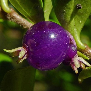 Lonicera pileata Box leaved Honeysuckle 10 20 30 60 Seed Fragrant Purple Berry Hardy Shrub Topiary Bonsaies Great Pollinators Birds UKFreeP image 1