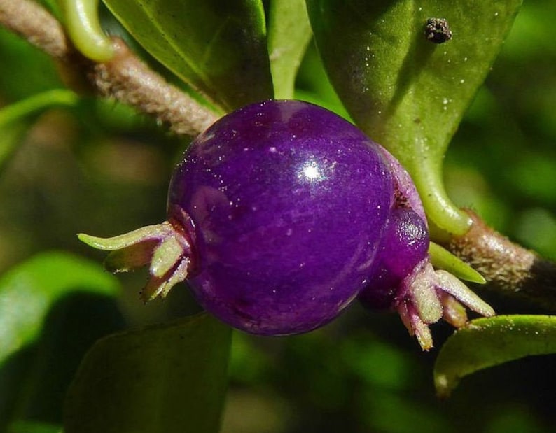 Lonicera pileata Box leaved Honeysuckle 10 20 30 60 Seed Fragrant Purple Berry Hardy Shrub Topiary Bonsaies Great Pollinators Birds UKFreeP image 1