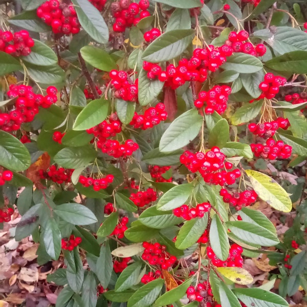 Cotoneaster Fresh Seed Varieties bullatus Cornubia franchetii horizontalis salcifolius 'Repens' simonsii Red Yellow Berry Hardy Shrub Bonsai