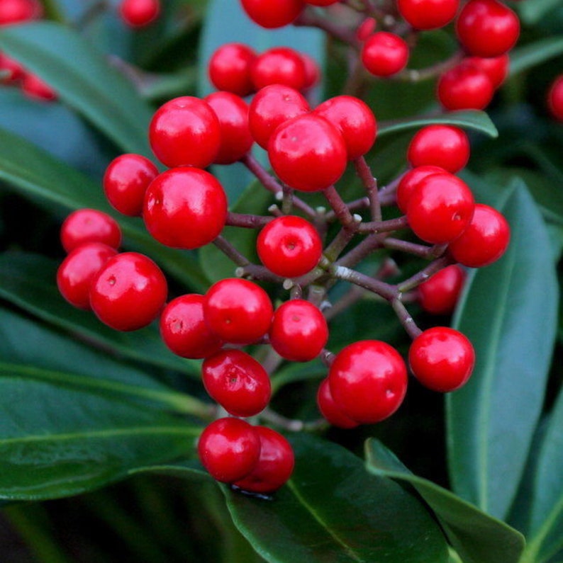 Skimmia japonica Japanese Skimmia 5 10 20 30 60 Seeds Masses White Flowers Red Berries Hardy Shrub Great for Pollinators Birds UKFreeP&P image 4