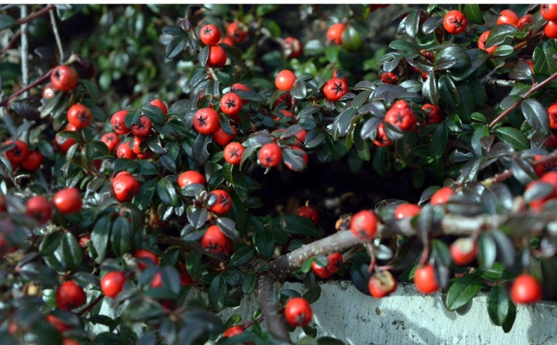 Cotoneaster Fresh Seed Varieties bullatus Cornubia franchetii horizontalis salcifolius 'Repens' simonsii Red Yellow Berry Hardy Shrub Bonsai x Suecicus