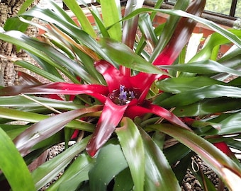 Neoregelia princeps Lilac Red Bromeliad Various Bareroot Potted Rare Terrarium Houseplant Elegant Orchid Companion Tropical UK Home Grown