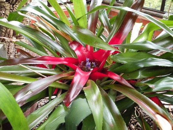 Neoregelia princeps Lila Roja Bromelia Varias Bareroot Maceta - Etsy España