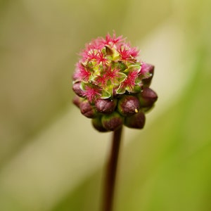 Sanguisorba minor Salad or Small Burnet Fresh Seeds Edible Herb Microgreens UK Wildflower Unusual Pink Flowers Hardy Perennial Pollinators image 7