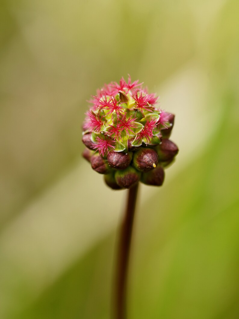 Sanguisorba minor Salad or Small Burnet Fresh Seeds Edible Herb Microgreens UK Wildflower Unusual Pink Flowers Hardy Perennial Pollinators image 7