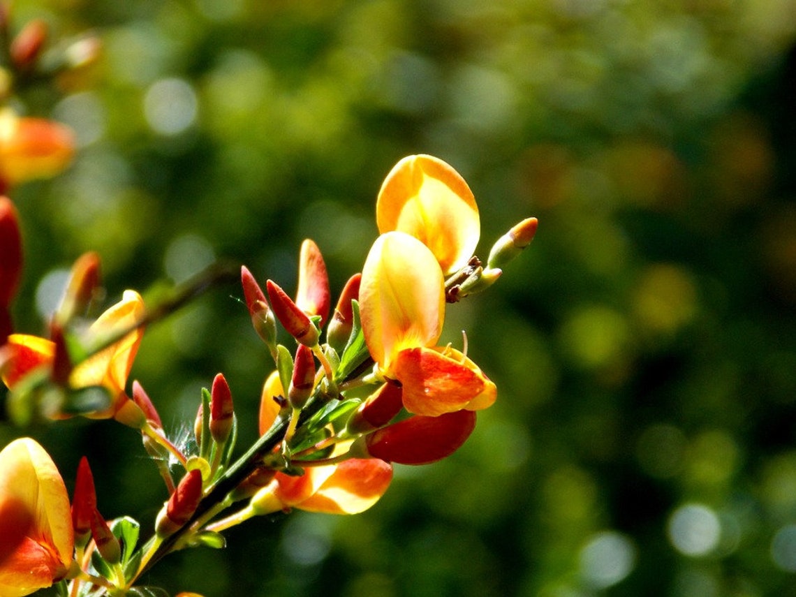 Cytisus scoparius Common Broom Fresh Seeds Masses Yellow