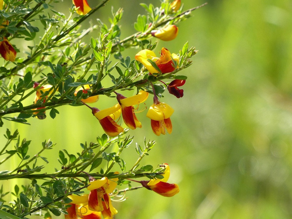 Cytisus scoparius Common Broom Fresh Seeds Masses Yellow