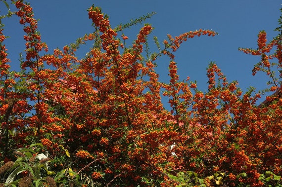 Crataegus monogyna Hawthorn 30 Seeds Deciduous Hardy Tree Hedge Bonsai UKFreeP