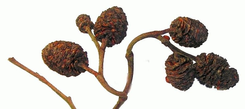 Alnus cordata Italian Alder or Alnus glutionsa Common Black Alder 30 50 100 Seeds Deciduous Hardy Tree Shrub Bonsai Wildlife UKFreeP image 5