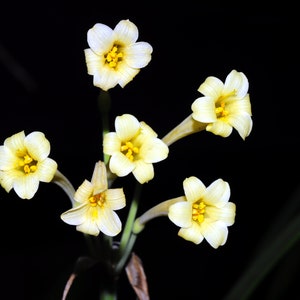 Cyrtanthus mackenii Cream flowered Ifafa Lily Flowering Sized South Africa Bulbs Lush Tropical Houseplant Bare root Potted UK Home Grown image 2