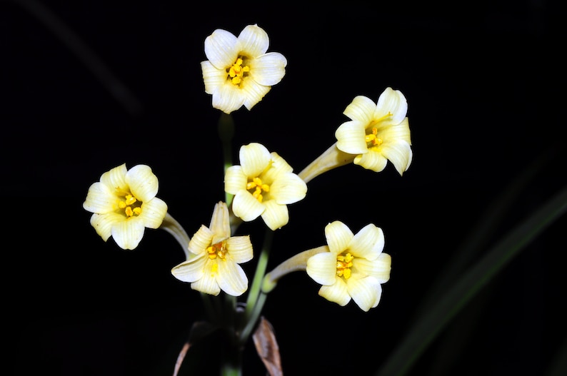 Cyrtanthus mackenii Cream flowered Ifafa Lily Flowering Sized South Africa Bulbs Lush Tropical Houseplant Bare root Potted UK Home Grown image 2