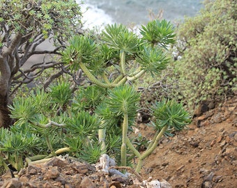 Kleinia neriifolia Fresh Seed Senecio Tree Succulent Cacti Houseplant Bonsai Drought tolerant Perennial Pollinators