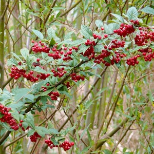 Cotoneaster Fresh Seed Varieties bullatus Cornubia franchetii horizontalis salcifolius 'Repens' simonsii Red Yellow Berry Hardy Shrub Bonsai bullatus