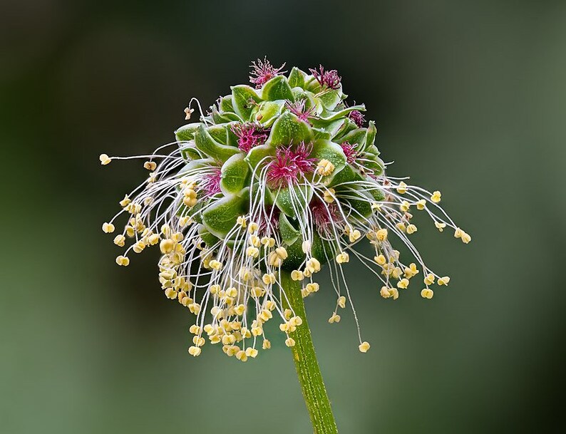 Sanguisorba minor Salad or Small Burnet Fresh Seeds Edible Herb Microgreens UK Wildflower Unusual Pink Flowers Hardy Perennial Pollinators image 3