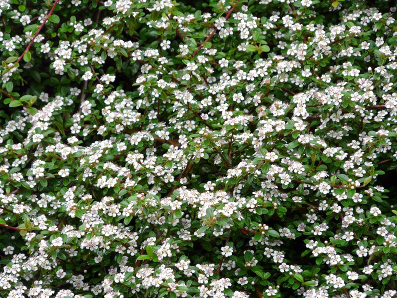 Cotoneaster Fresh Seed Varieties bullatus Cornubia franchetii horizontalis salcifolius 'Repens' simonsii Red Yellow Berry Hardy Shrub Bonsai dammeri