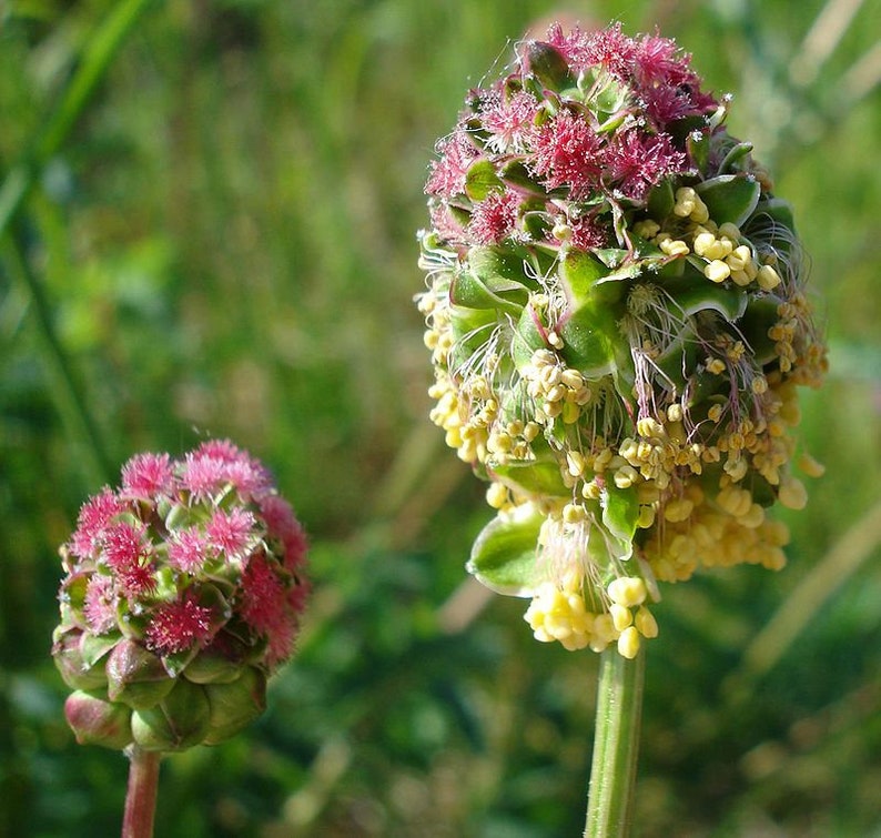 Sanguisorba minor Salad or Small Burnet Fresh Seeds Edible Herb Microgreens UK Wildflower Unusual Pink Flowers Hardy Perennial Pollinators image 1