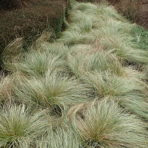 Carex species Varieties buchananii comans pendula Ornamental Grass 20 30 60 Seed Hardy Great Prairie Style Woodland Marginal Gardens UKFreeP comans