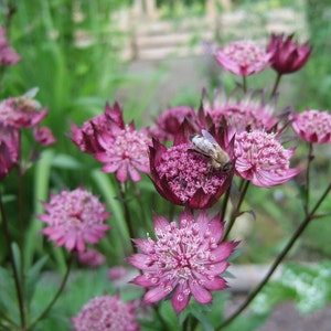 Astrantia major Seed Varieties White Shaggy Pink Red Primadonna Great Masterwort Hardy Cottage Garden Perennial Damp Tolerant Pollinators A major Burgundy Red