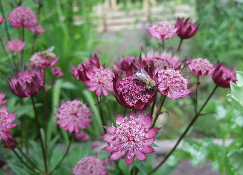 Astrantia major Seed Varieties White Shaggy Pink Red Primadonna Great Masterwort Hardy Cottage Garden Perennial Damp Tolerant Pollinators A major Burgundy Red