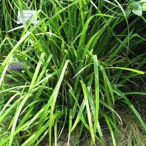 Carex species Varieties buchananii comans pendula Ornamental Grass 20 30 60 Seed Hardy Great Prairie Style Woodland Marginal Gardens UKFreeP image 10